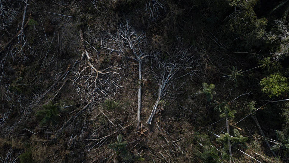 Green Tariffs and Global Markets: How Contingent Trade Agreements Can Save the World’s Forests