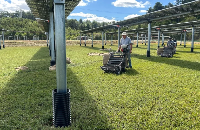 Dual-Use Innovation Blooms in Massachusetts: Historic First Harvest Marks Milestone for Wetland Agrivoltaics