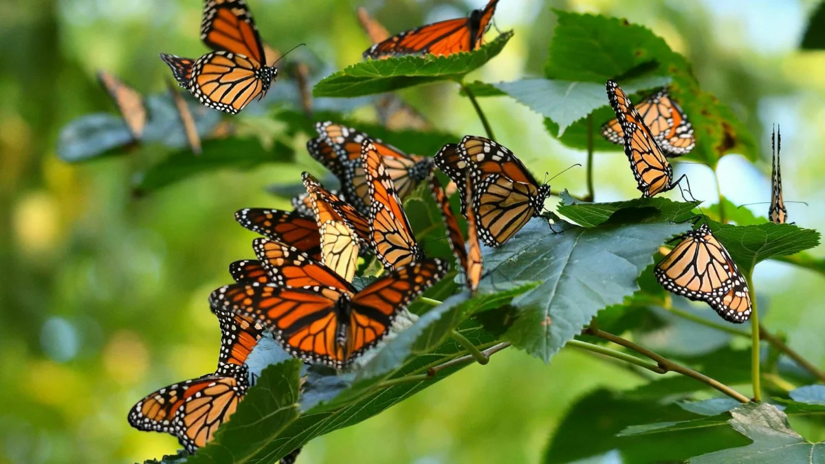 High-Tech Wings: How Miniature Solar Tags and Smartphones Are Revolutionizing Monarch Butterfly Tracking